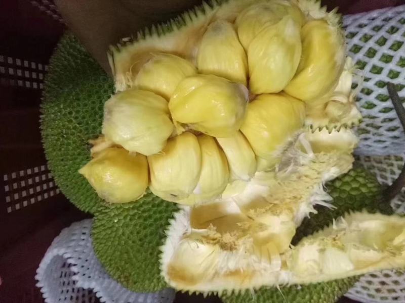 海南榴莲蜜树苗口感软糯香甜营养杯苗嫁接苗带土带叶发货