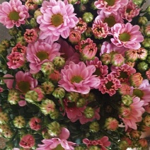 小雏菊