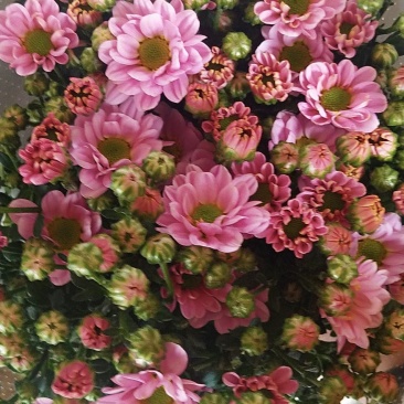 小雏菊