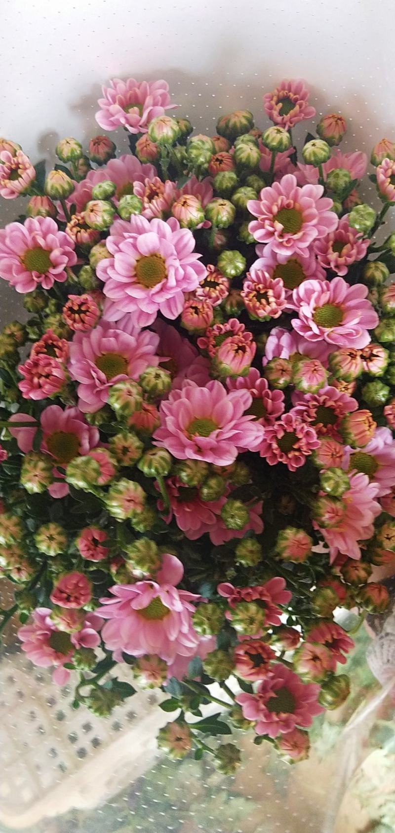 小雏菊