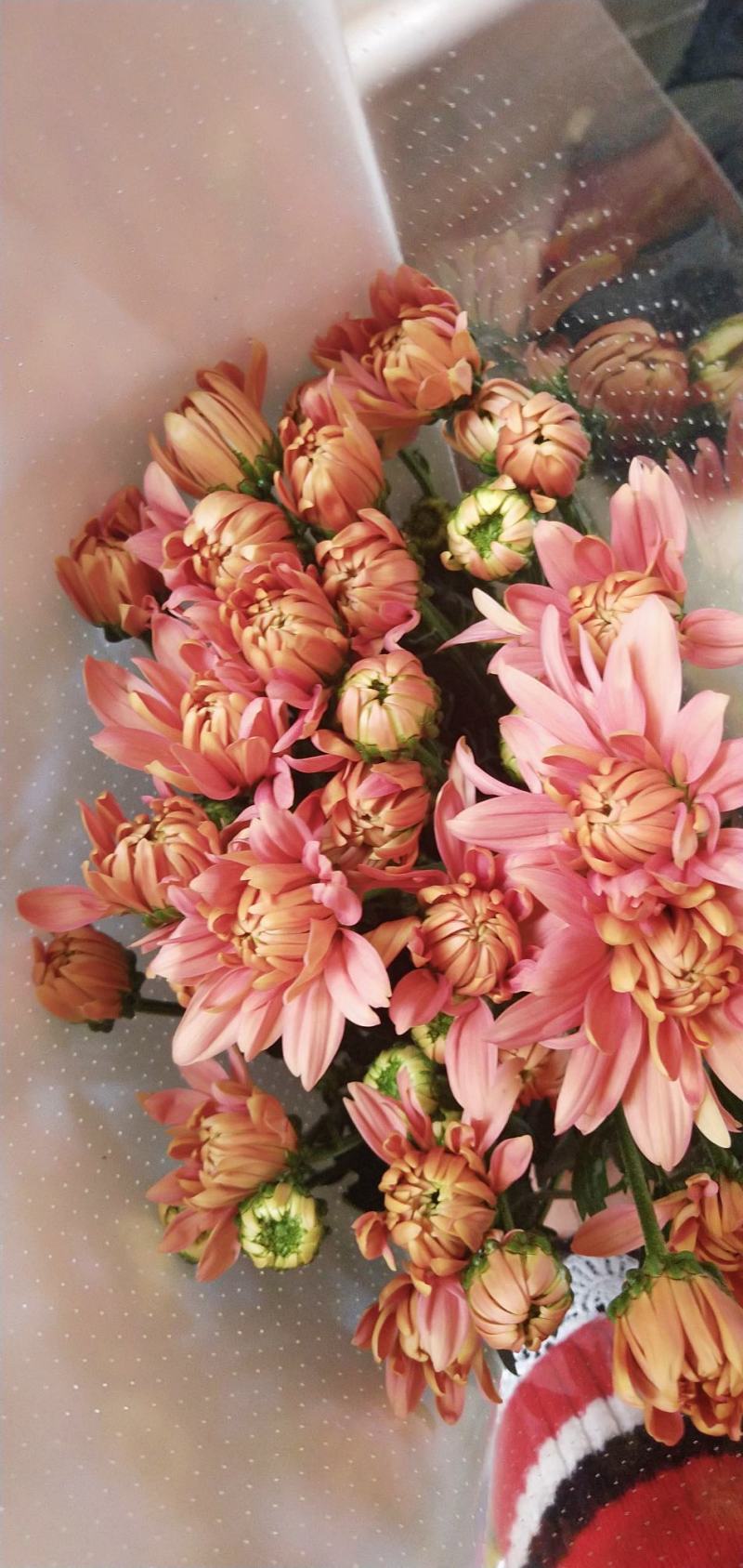 小雏菊