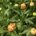 小雏菊