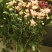 小雏菊