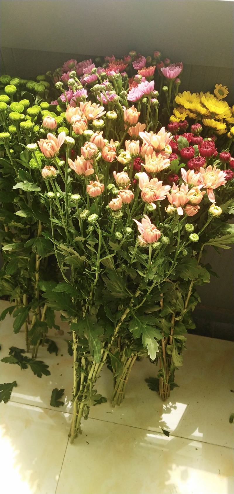 小雏菊