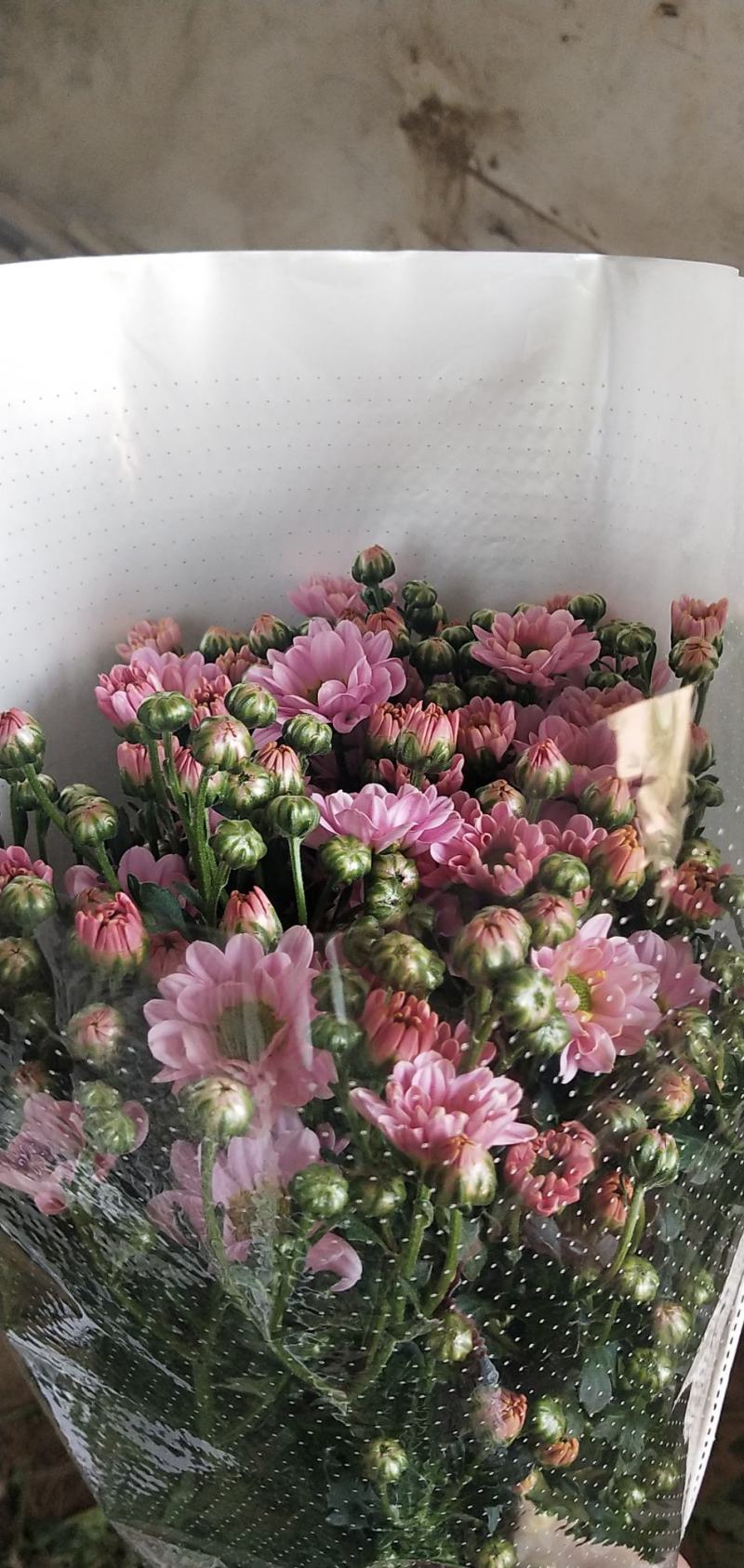 小雏菊