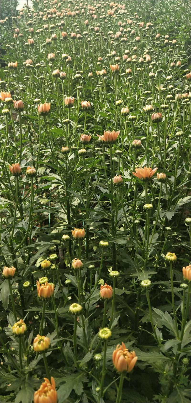 小雏菊