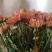 小雏菊