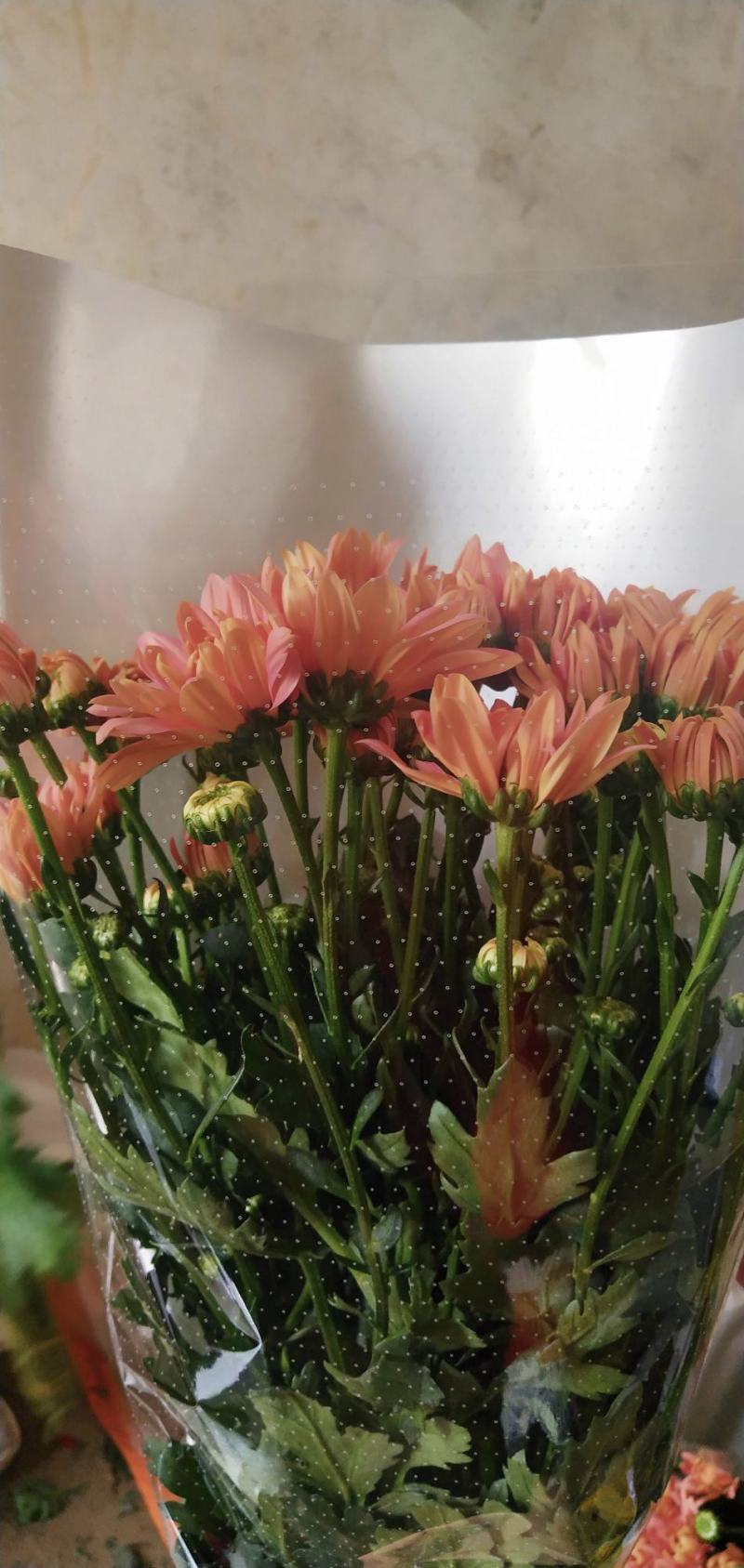 小雏菊