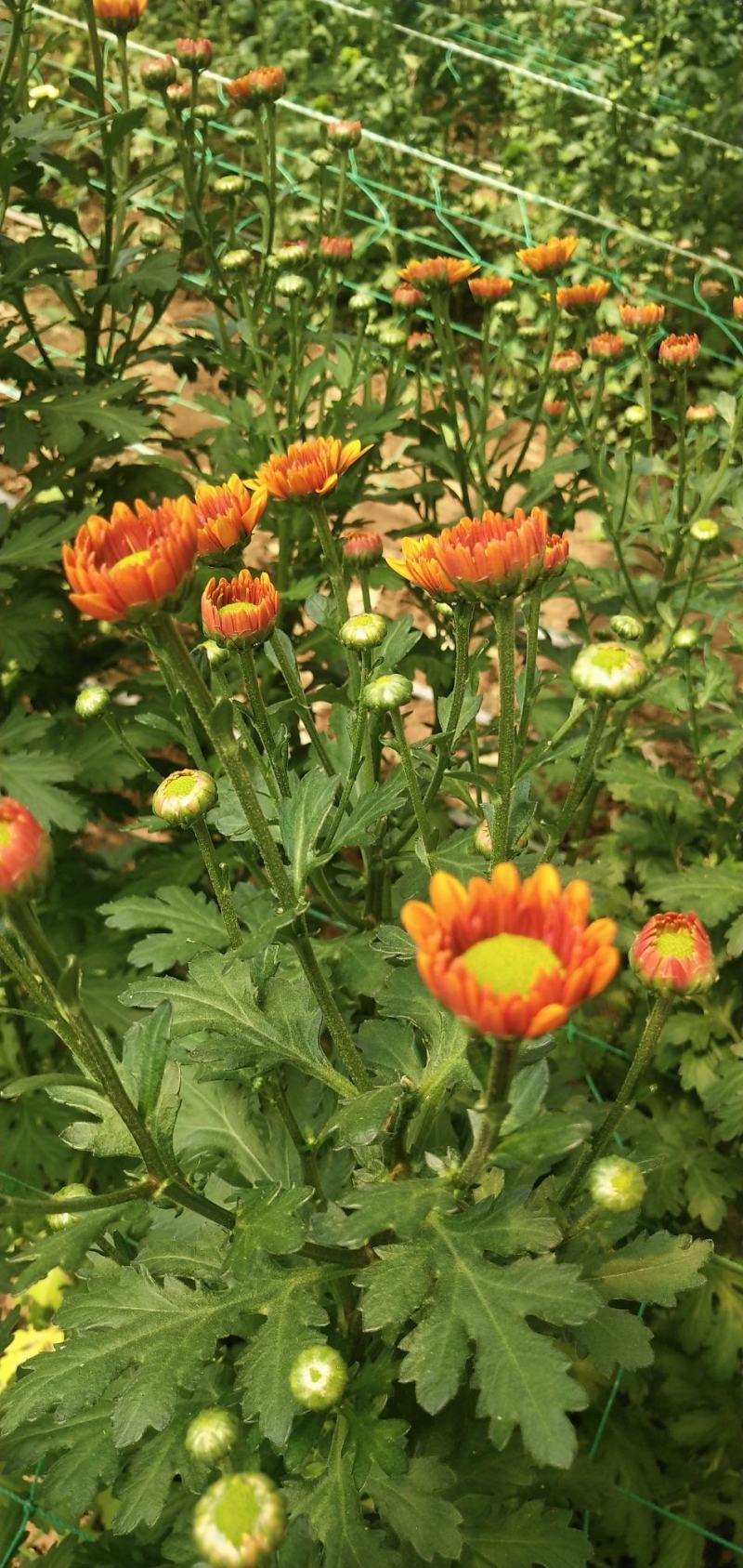 小雏菊