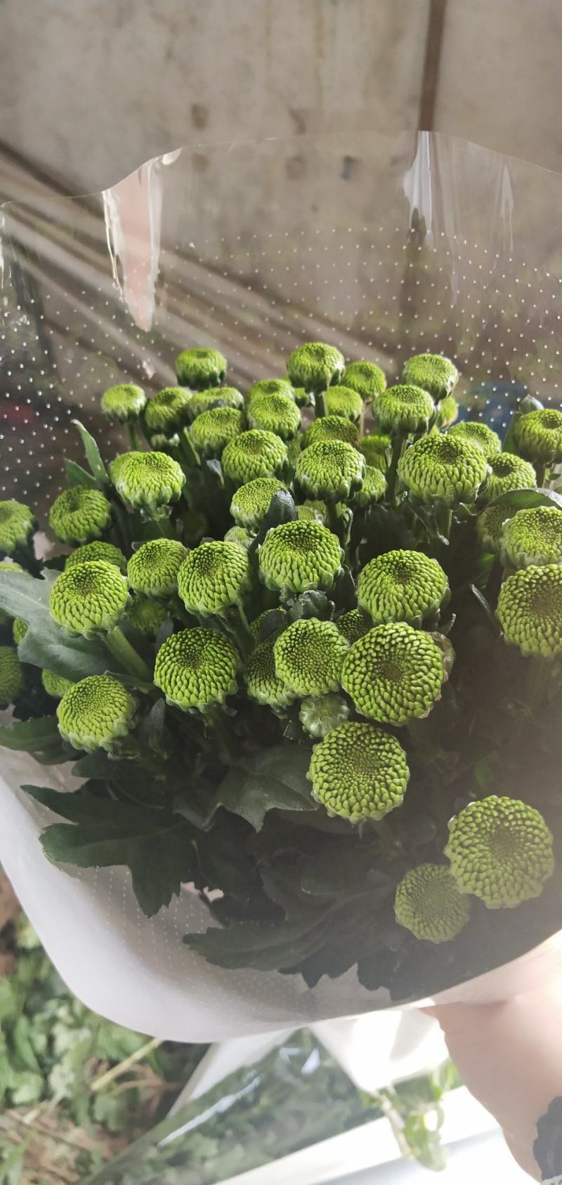 小雏菊