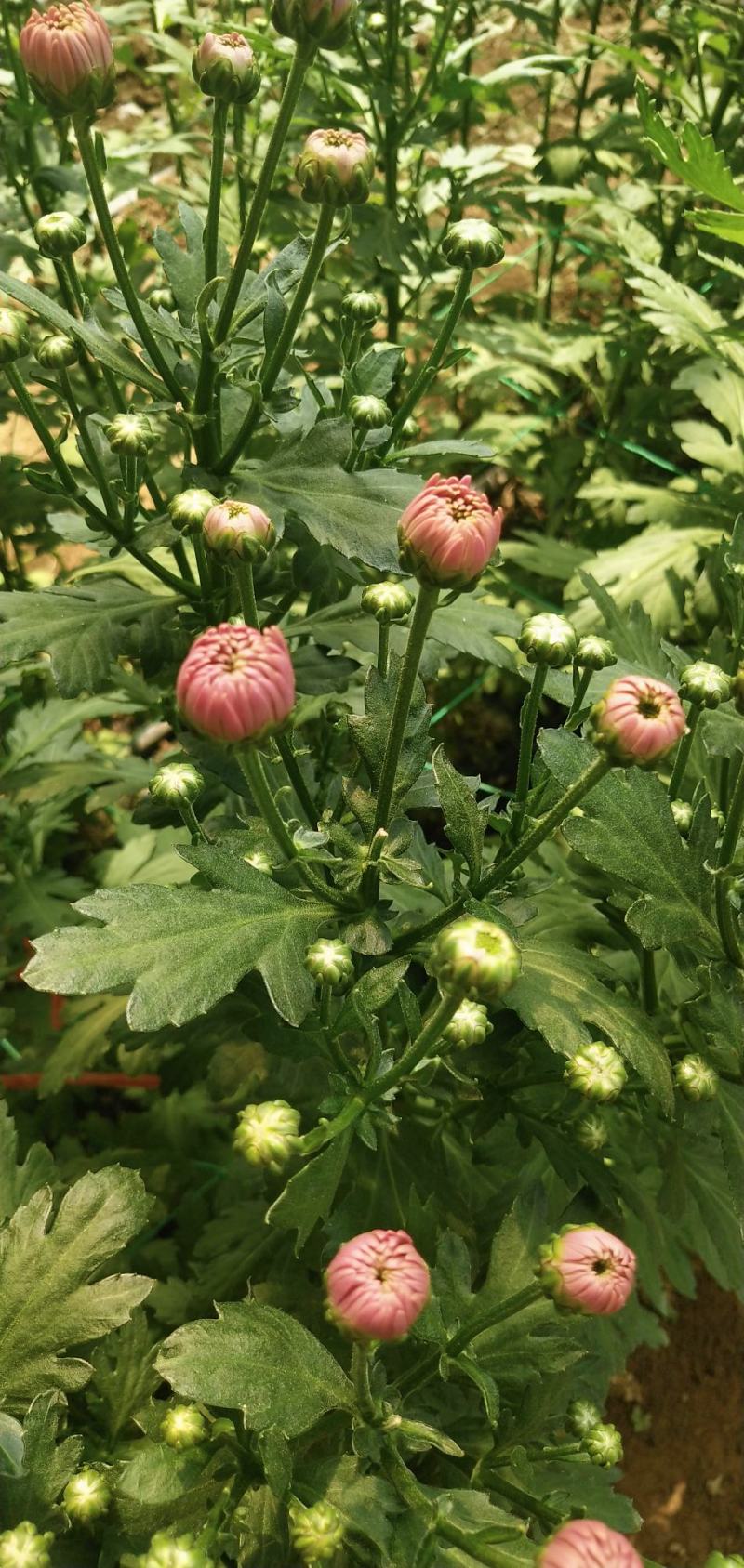 小雏菊