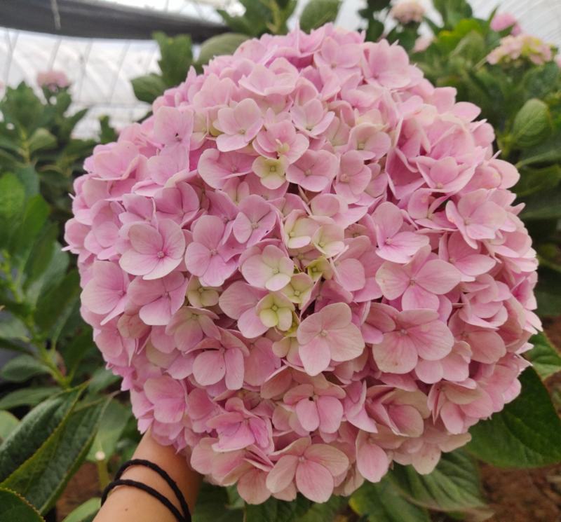 八仙花无尽夏绣球苗批发可视频看货基地供应