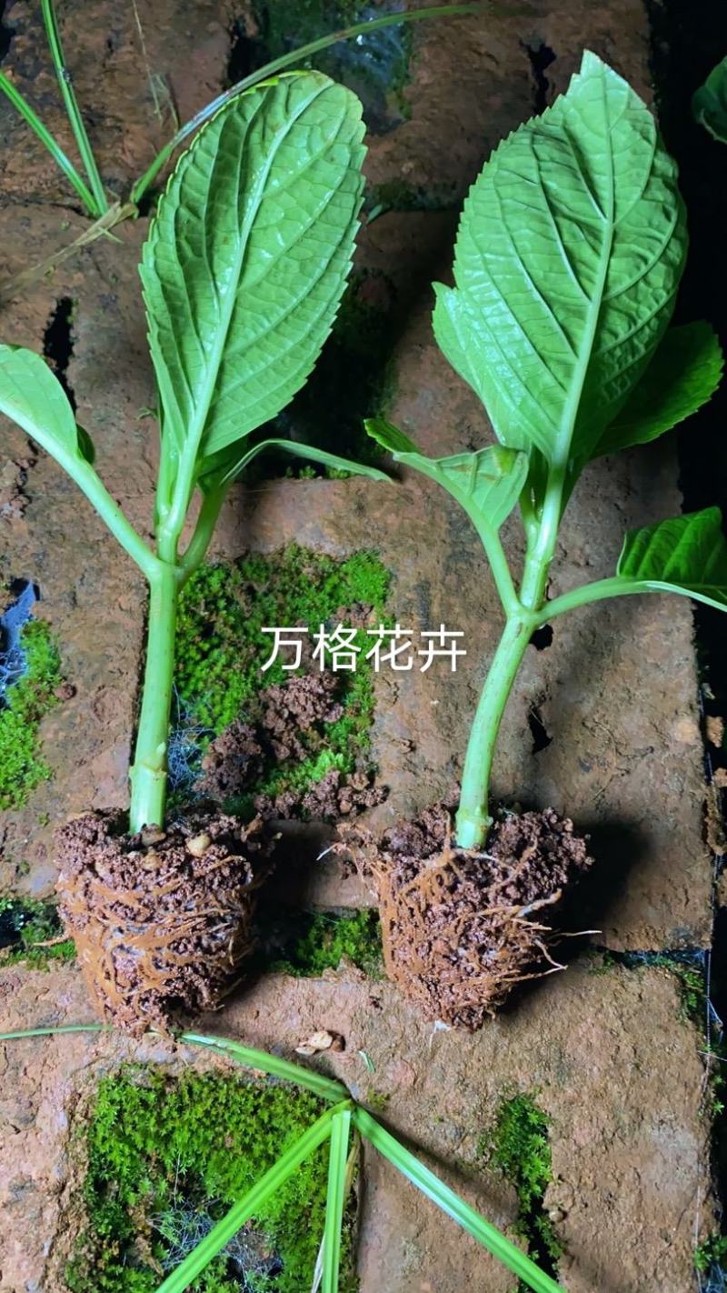 八仙花无尽夏绣球苗批发可视频看货基地供应