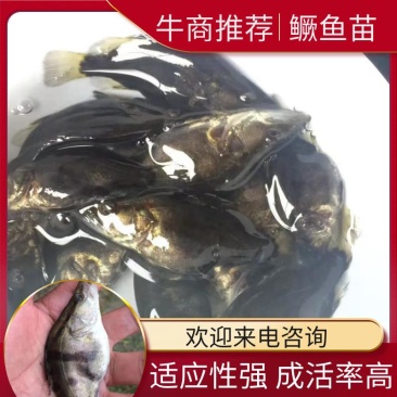 本地桂花鱼苗,4一10公分(各种规格桂鱼苗)含各种鱼苗水