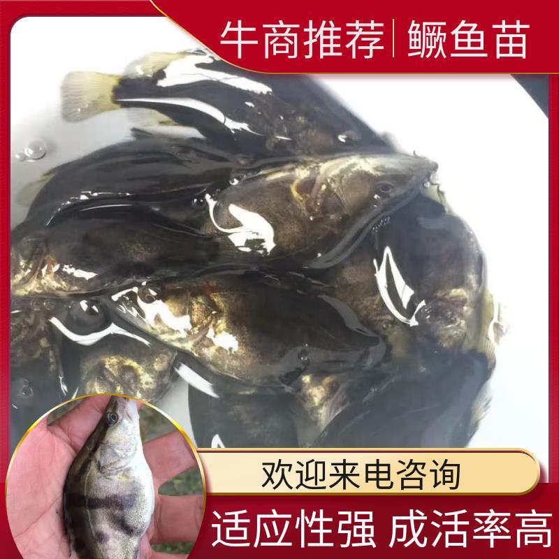 本地桂花鱼苗，4一10公分(各种规格桂鱼苗)含各种鱼苗水
