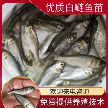 白鲢鱼苗(洪湖本地孵化鱼苗)长势快，成活率高