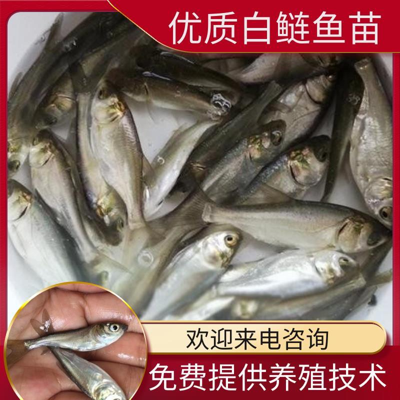 白鲢鱼苗(洪湖本地孵化鱼苗)长势快，成活率高