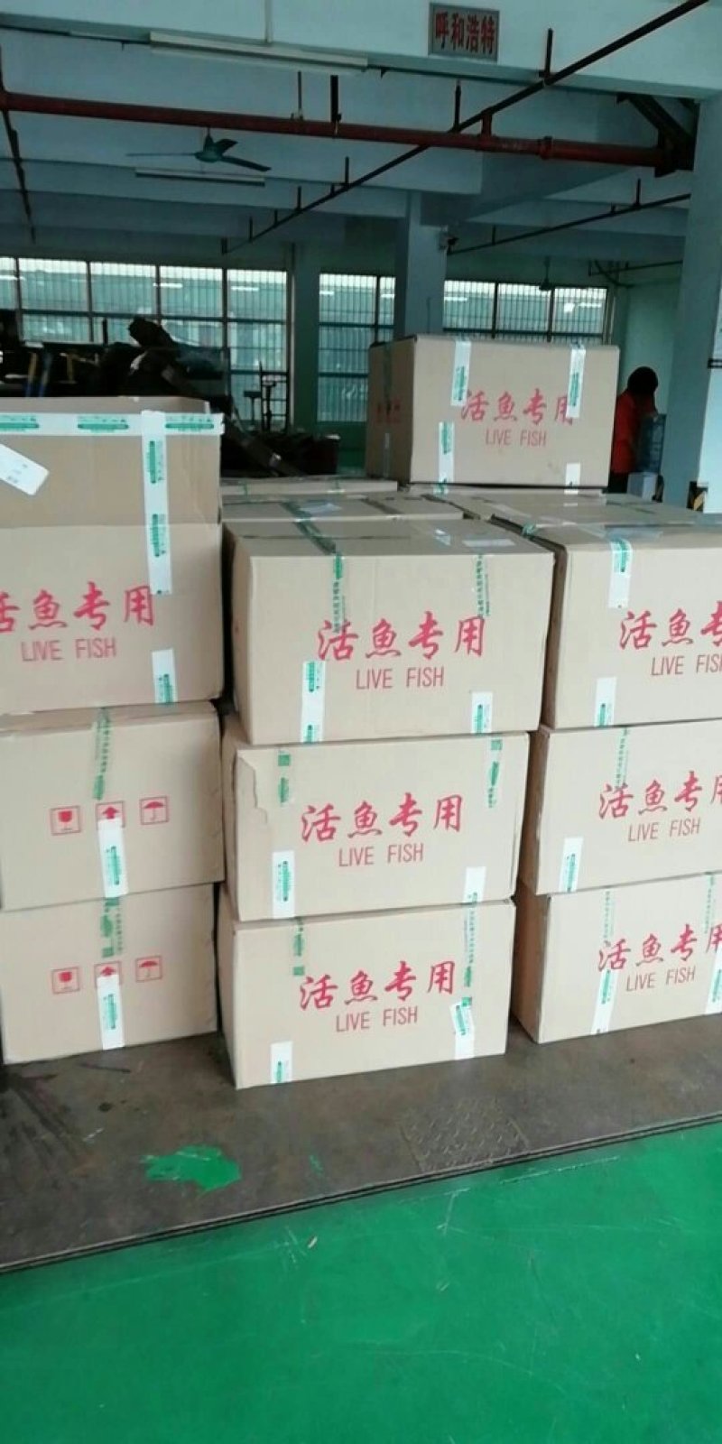 俄罗斯金草鱼苗，鱼苗正宗，苗种好，鱼苗快大易养殖