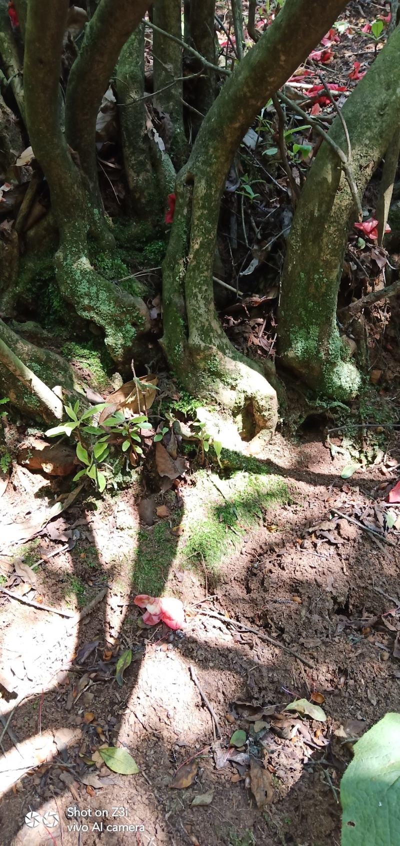 映山红，盆景桩头素材，高山杜鹃各种规格都有