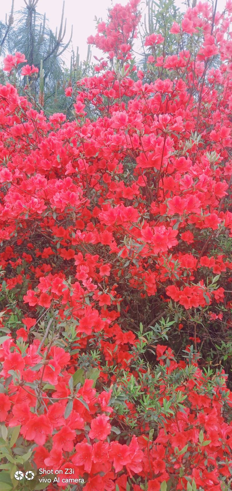 映山红，盆景桩头素材，高山杜鹃各种规格都有