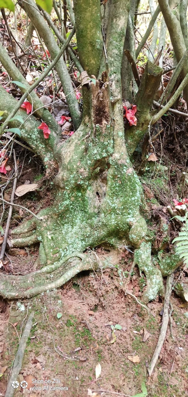 映山红，盆景桩头素材，高山杜鹃各种规格都有