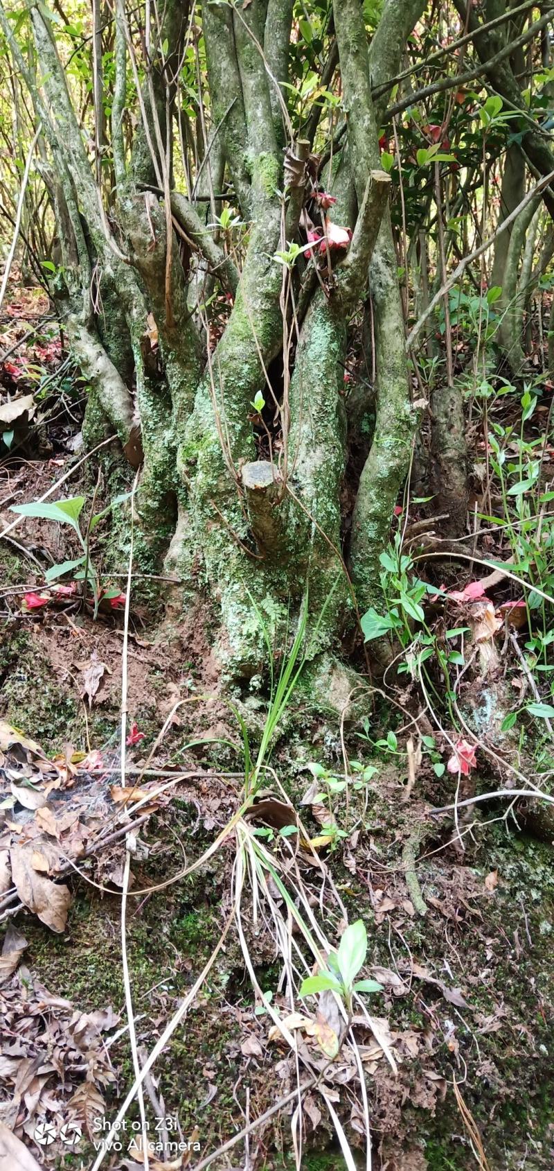映山红，盆景桩头素材，高山杜鹃各种规格都有