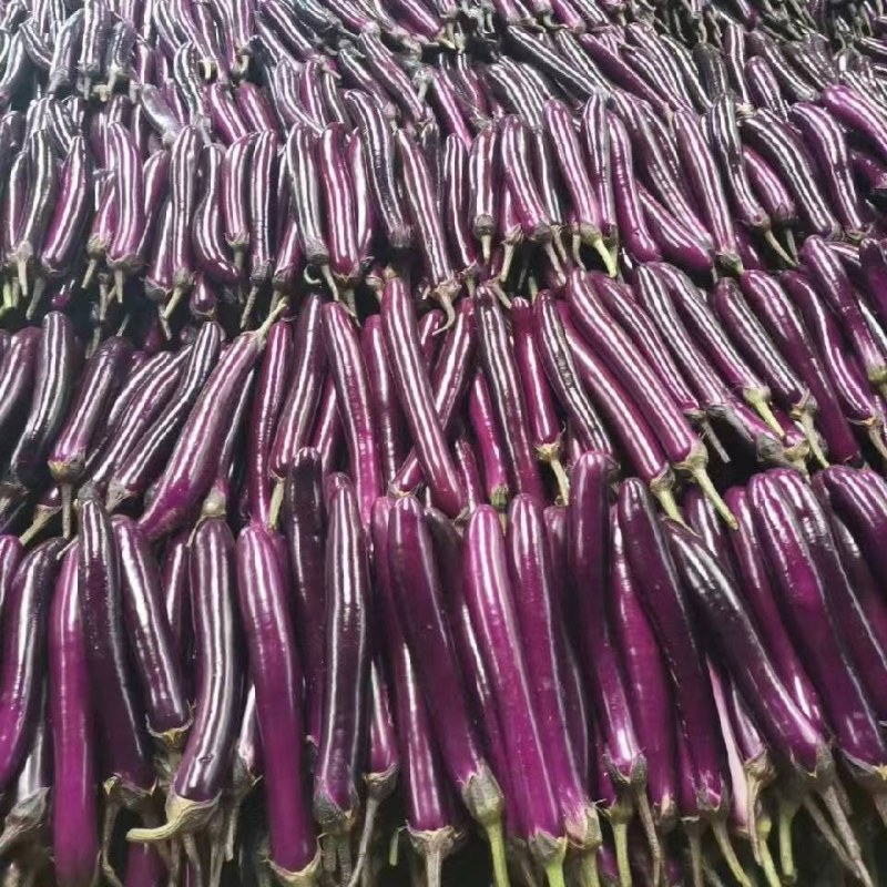 《推荐》云南红茄，基地直供，，量大优惠，支持视频选货