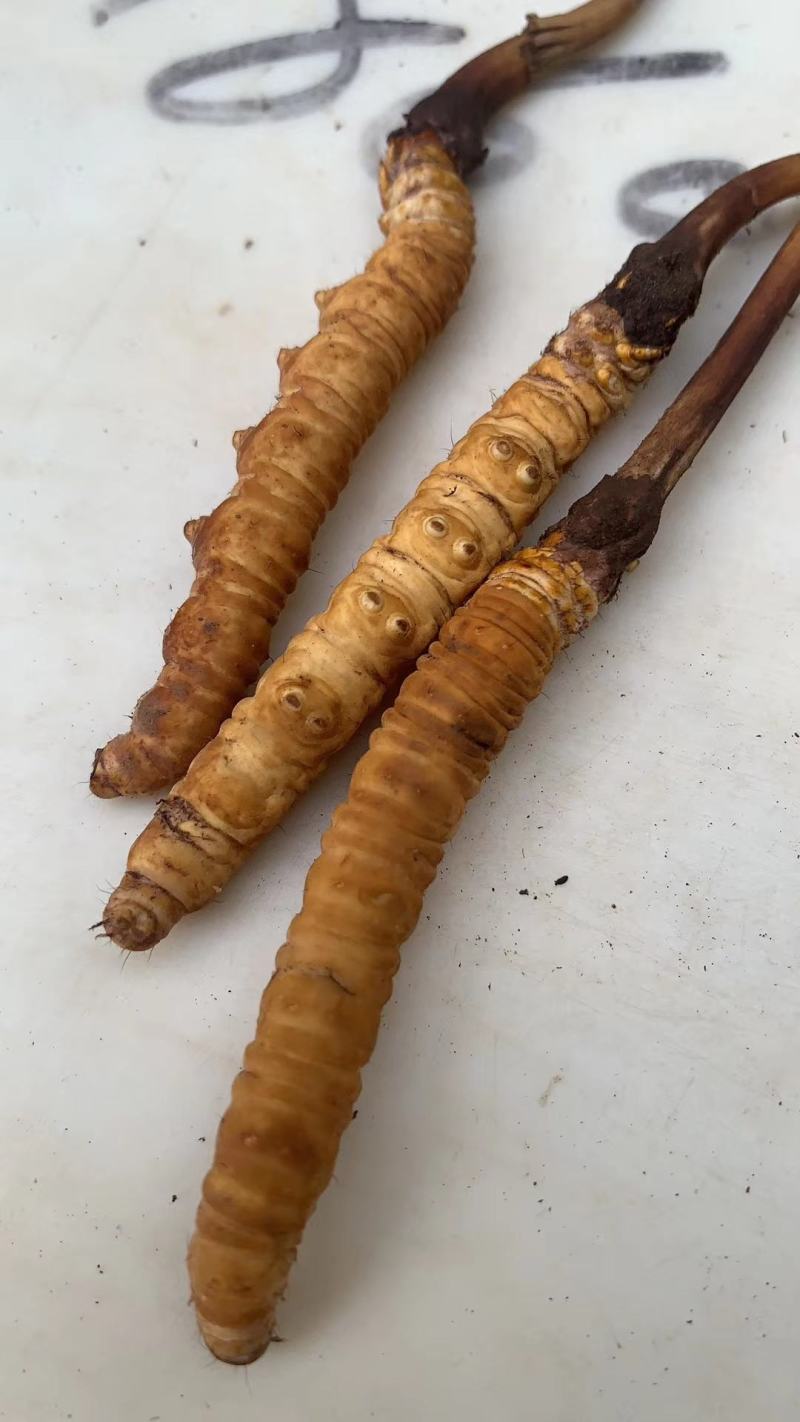 青海西宁批发新鲜虫草市场