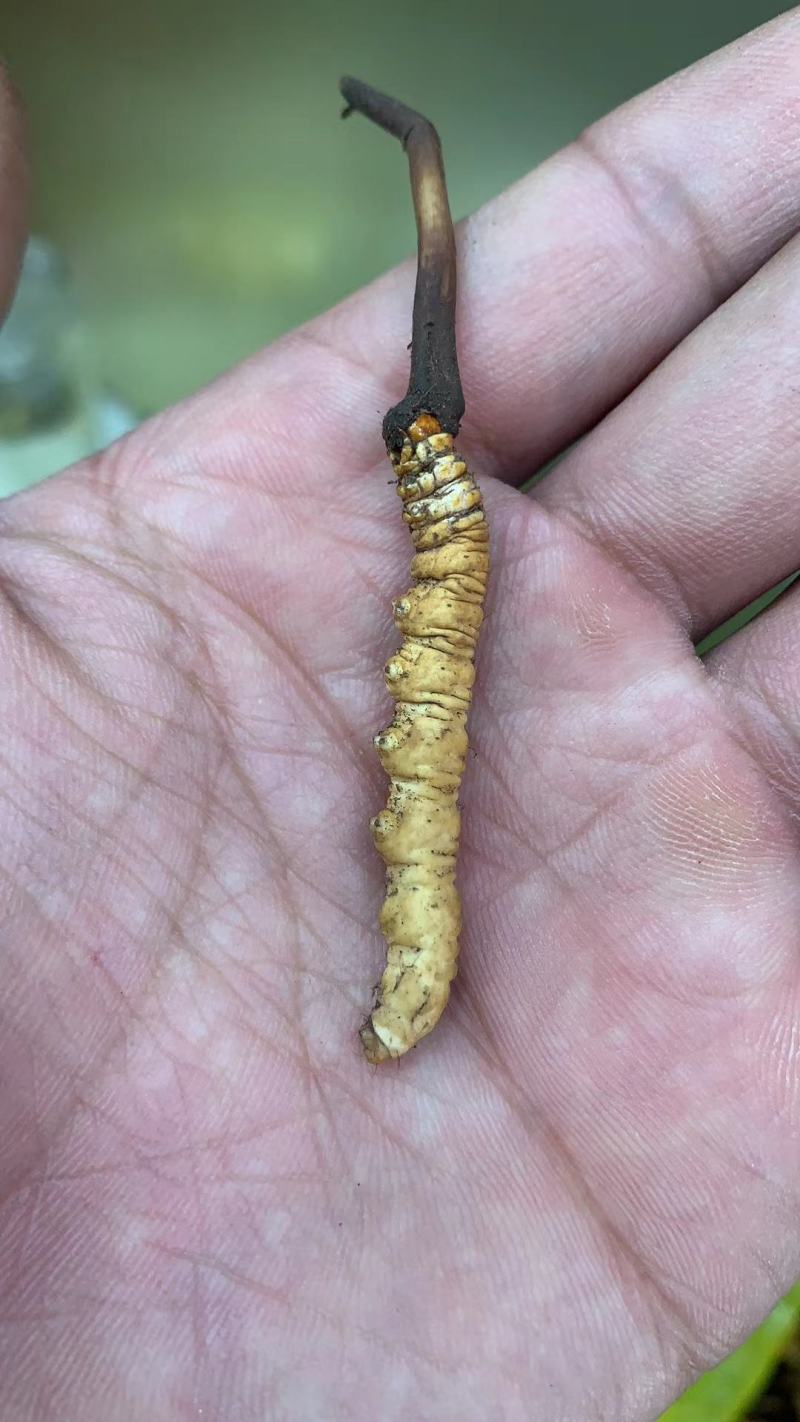 青海西宁批发新鲜虫草市场