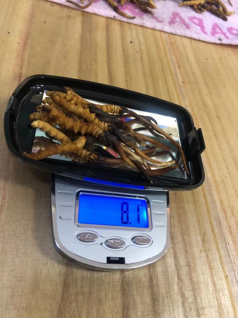 青海西宁批发新鲜虫草市场