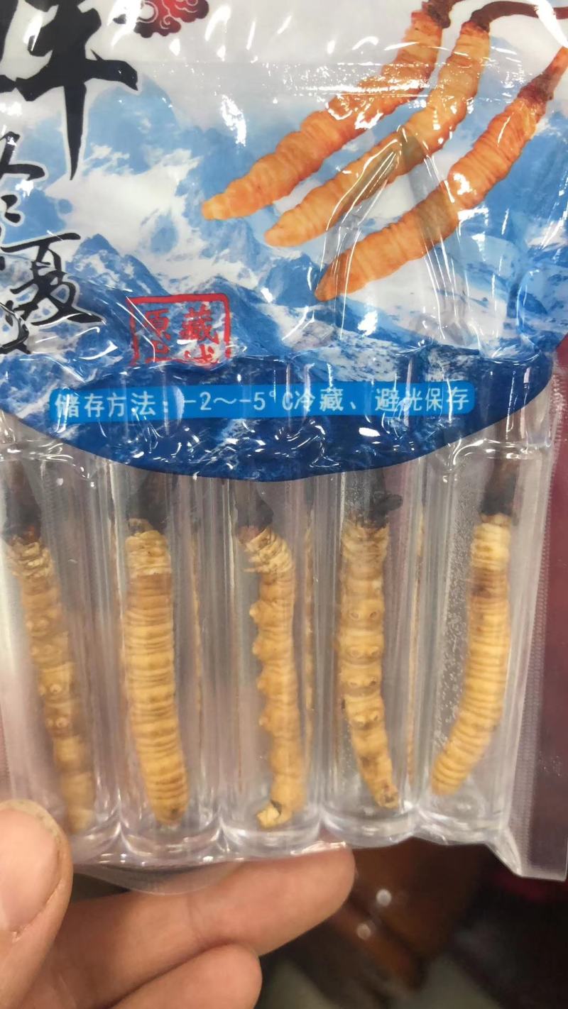 青海西宁批发新鲜虫草市场