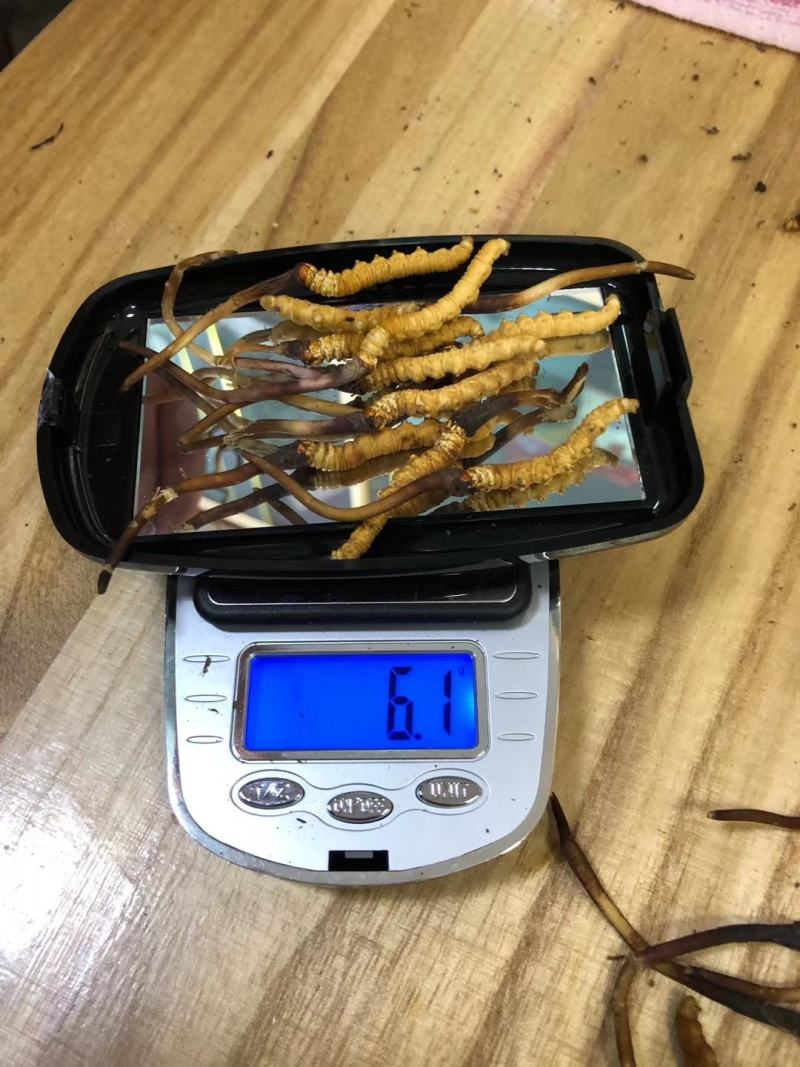 青海西宁批发新鲜虫草市场