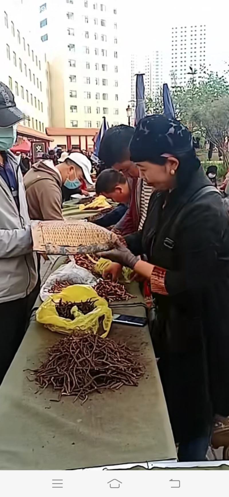 青海西宁批发新鲜虫草市场