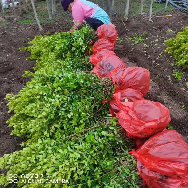 小叶女贞金叶女贞红头石楠树苗小苗四季常青植物庭院绿化工程