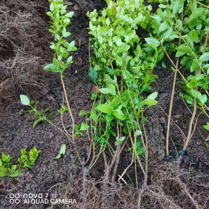 小叶女贞金叶女贞红头石楠树苗小苗四季常青植物庭院绿化工程