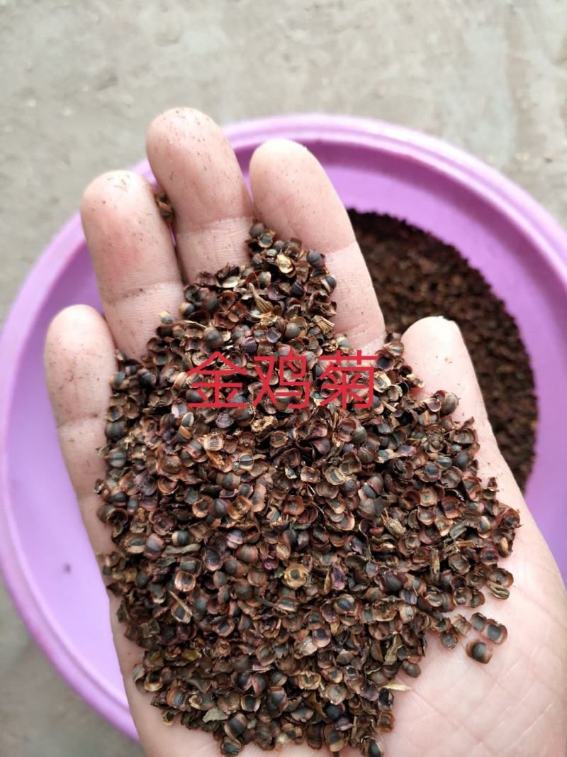 金鸡菊多年生草花,花期早，可成片建植花海,有种子供应