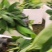 苹果粉蕉苗，粉杂一号抗病毒能力强。基地直销价格实惠。