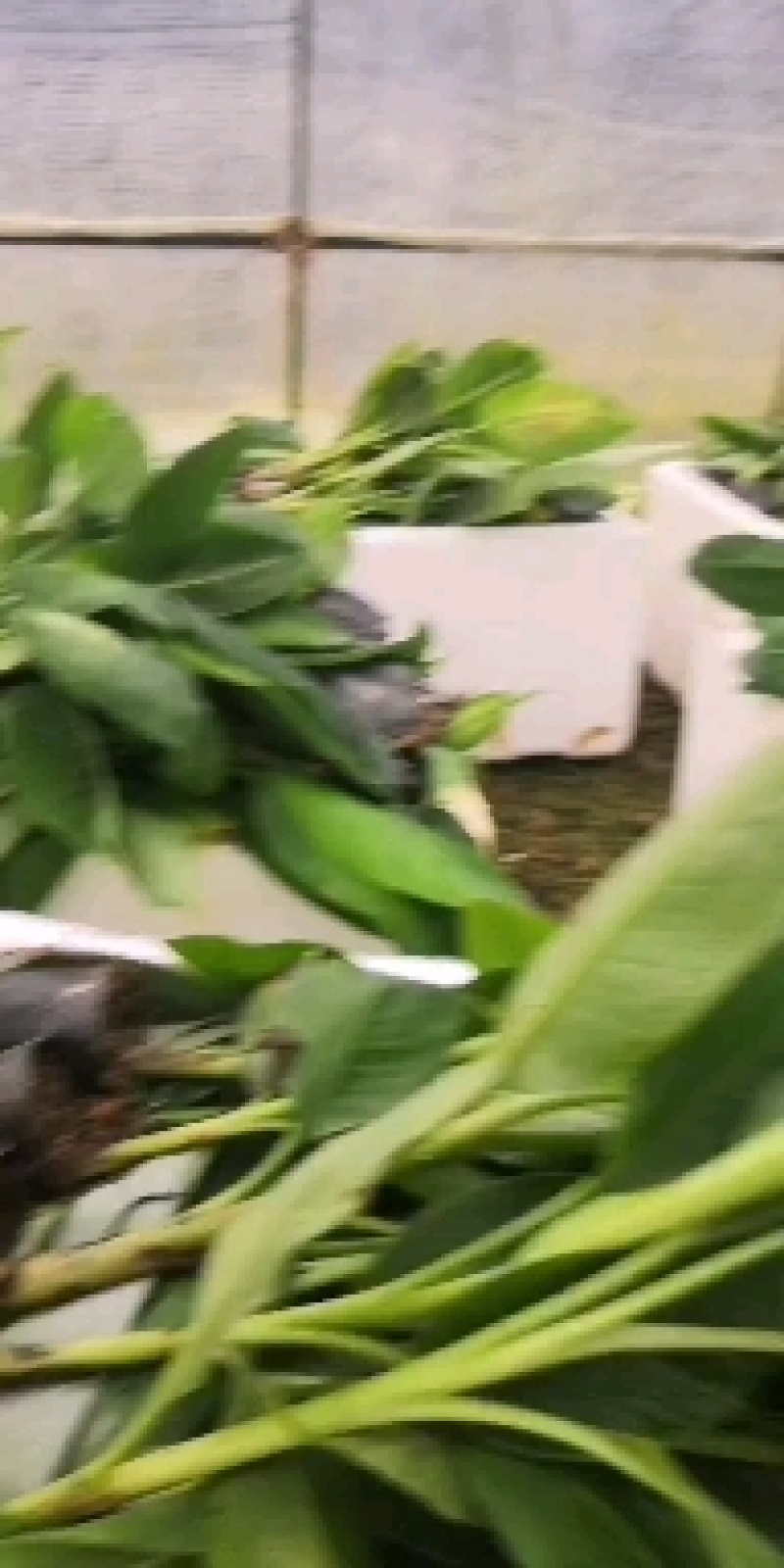 苹果粉蕉苗，粉杂一号抗病毒能力强。基地直销价格实惠。
