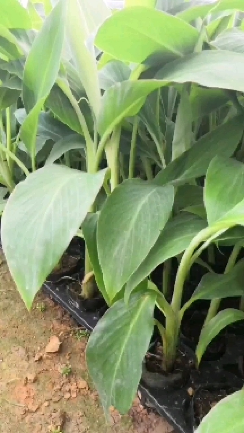 苹果粉蕉苗，粉杂一号抗病毒能力强。基地直销价格实惠。