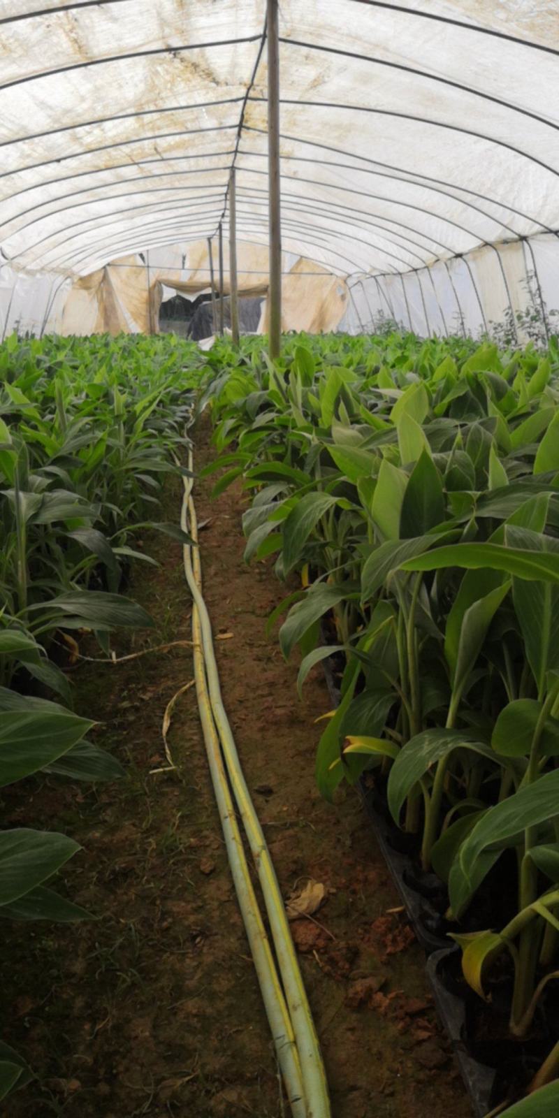 苹果粉蕉苗，粉杂一号抗病毒能力强。基地直销价格实惠。