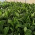 苹果粉蕉苗，粉杂一号抗病毒能力强。基地直销价格实惠。