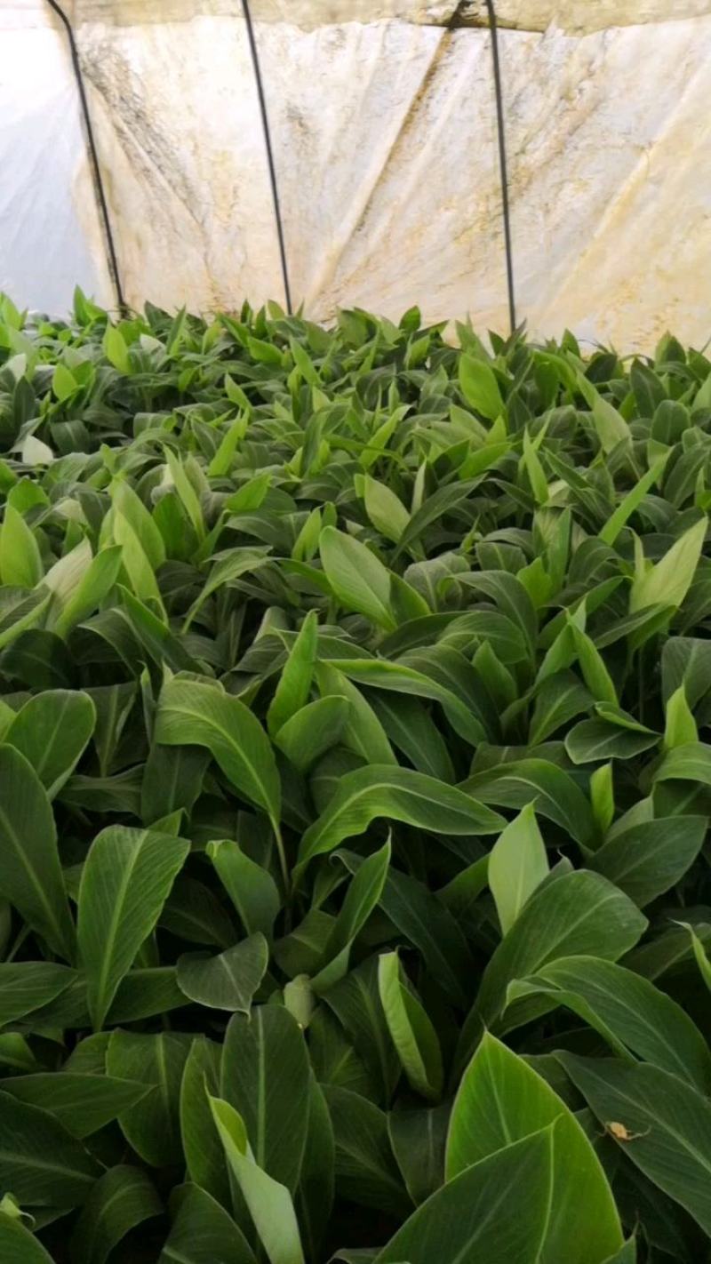 苹果粉蕉苗，粉杂一号抗病毒能力强。基地直销价格实惠。