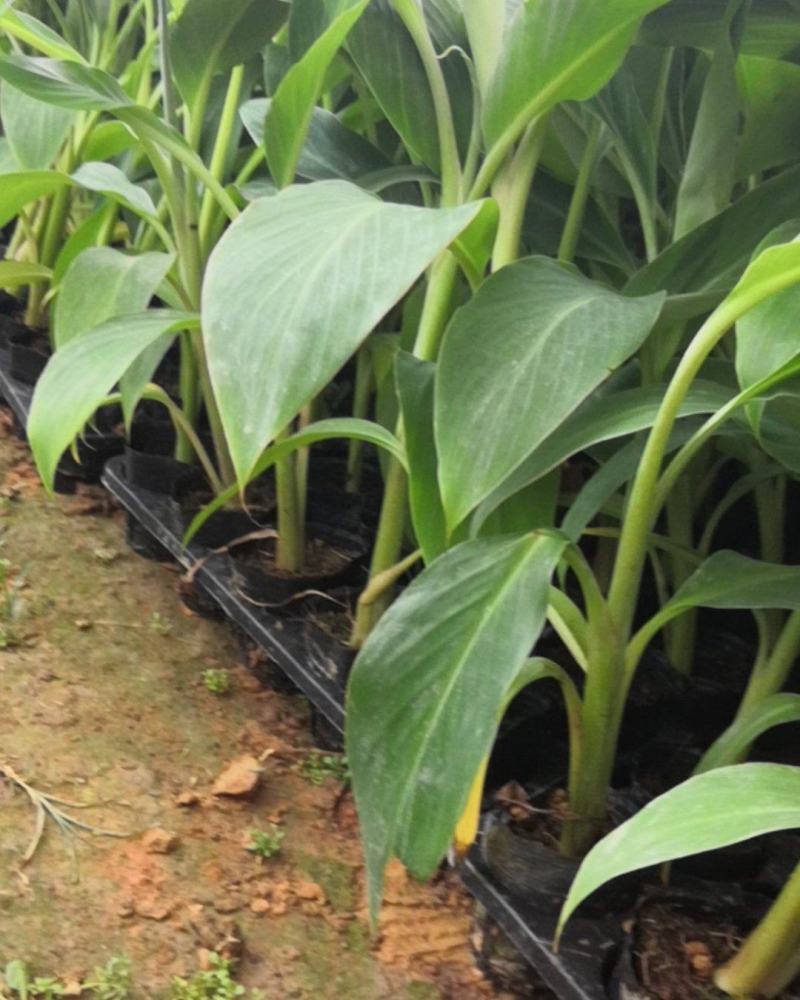 苹果粉蕉苗，粉杂一号抗病毒能力强。基地直销价格实惠。