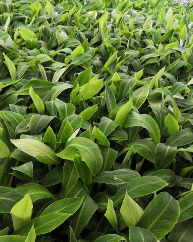 苹果粉蕉苗，粉杂一号抗病毒能力强。基地直销价格实惠。