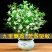 【蚊子克星】九里香花卉盆栽浓香四季开花七里香驱蚊植物室内