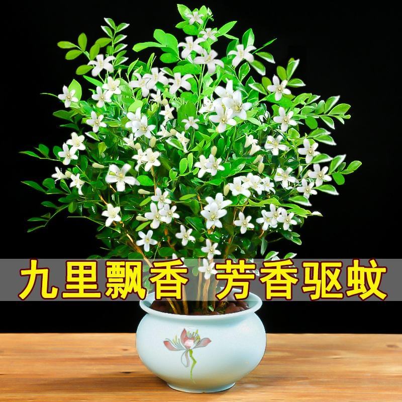 【蚊子克星】九里香花卉盆栽浓香四季开花七里香驱蚊植物室内