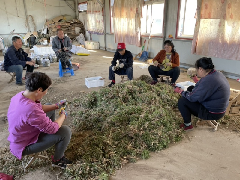 荠荠菜，大量批发，支持一件代发，有需要的抓紧订货