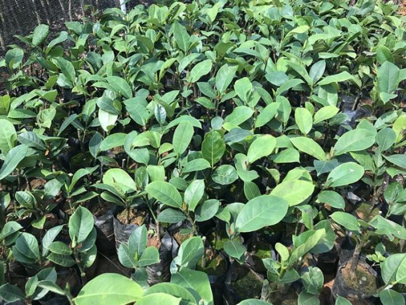 海南榴莲蜜树苗口感软糯香甜营养杯苗嫁接苗带土带叶发货