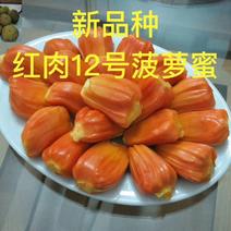 红肉菠萝蜜树苗泰国8号菠萝蜜树苗营养杯嫁接苗高产量王