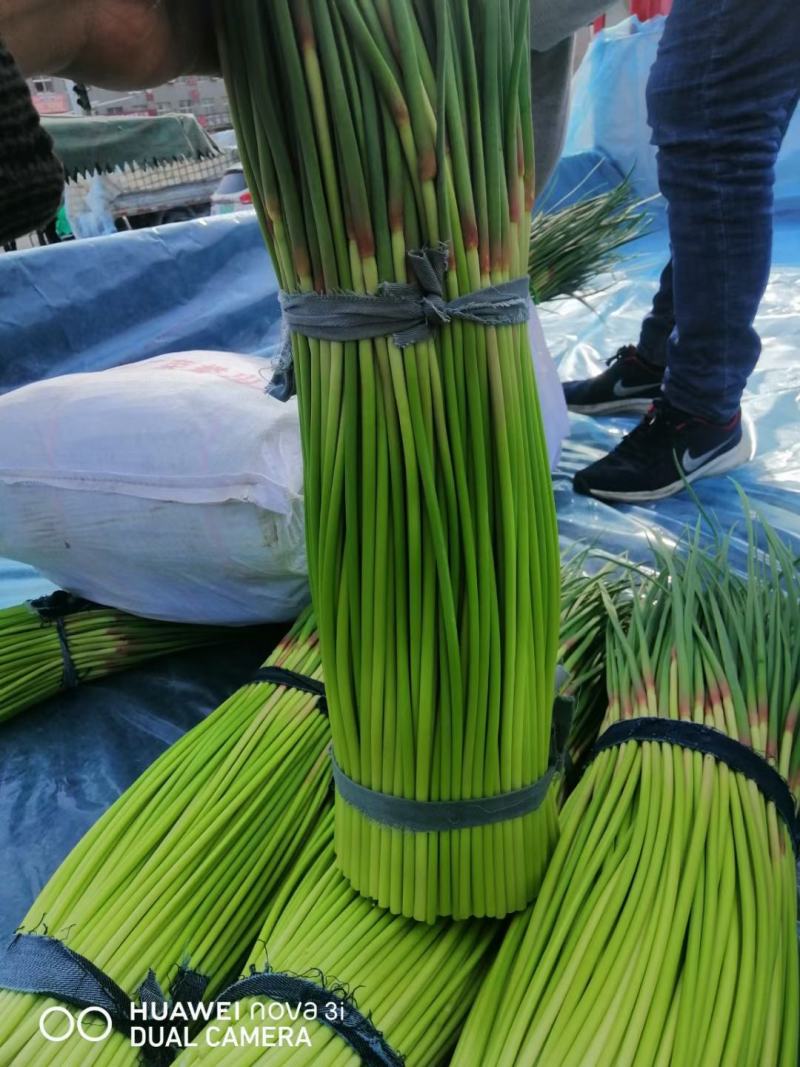 精品红帽蒜苔产地直供一手货源有要的快点下单